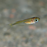 Kriticky ohrožená rybka se poprvé rozmnožila v brněnské zoo